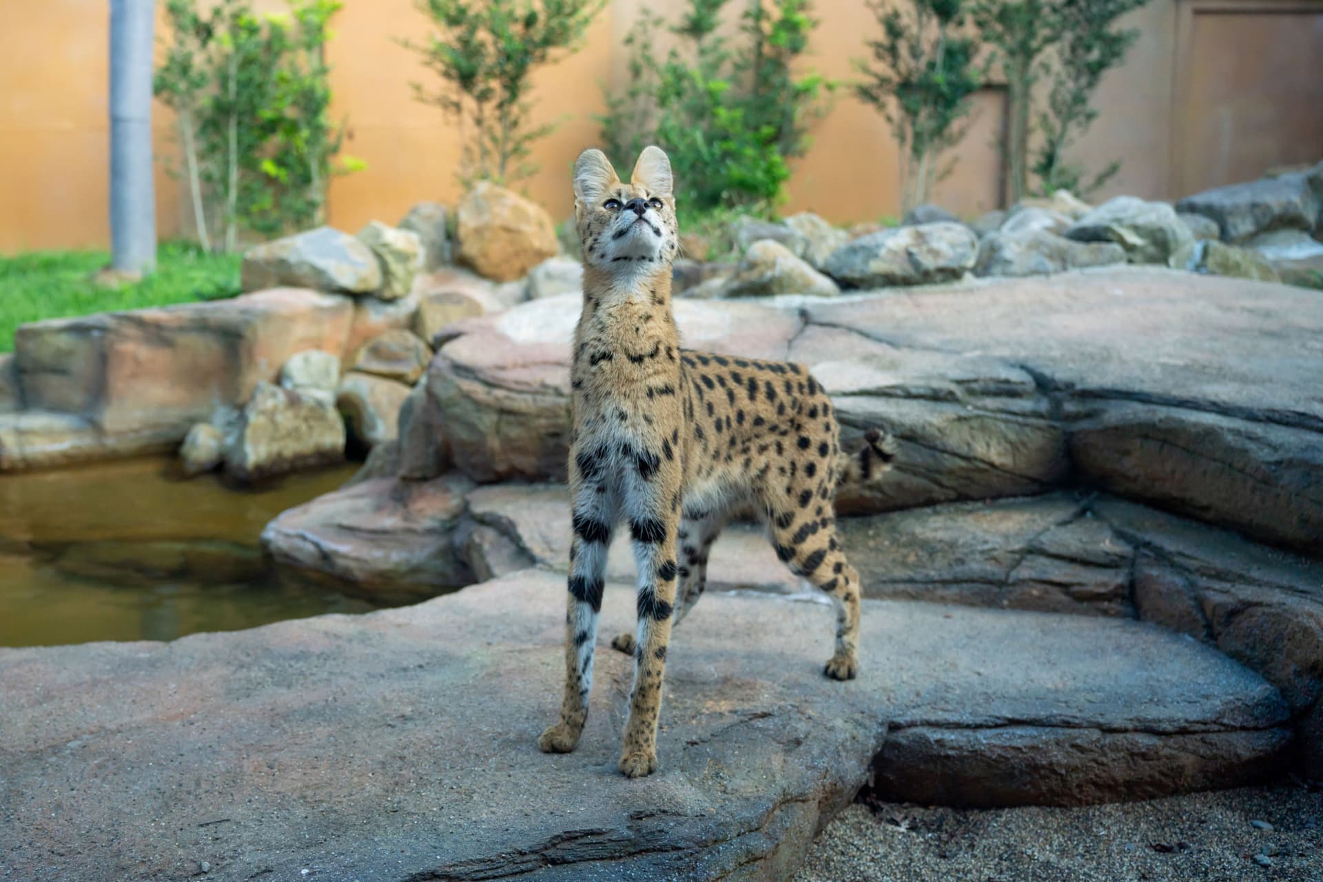 Nasu Animal Kingdom Ticket - main image