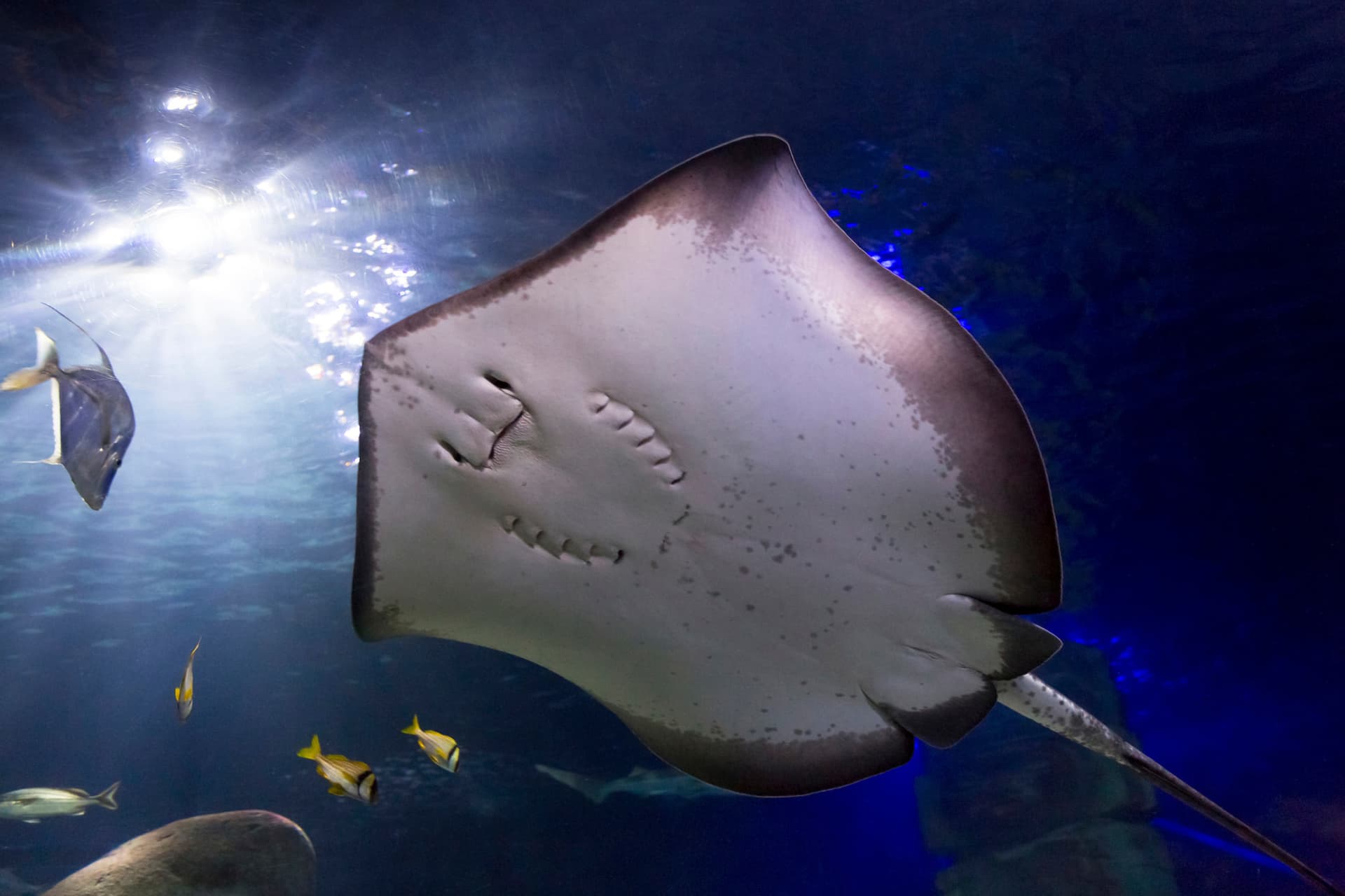 SEA LIFE Konstanz Aquarium Ticket - image 10