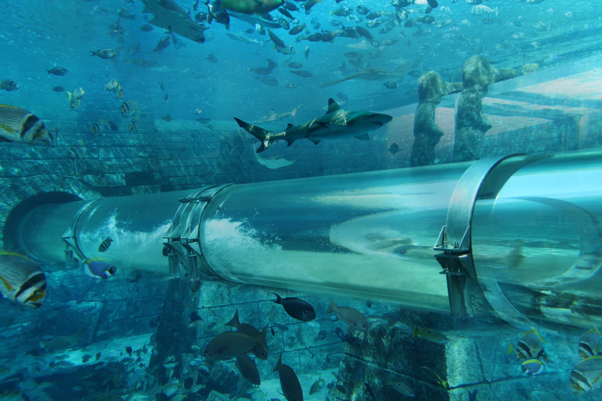 COMBO: The View at The Palm + Lost World Aquarium - image 5