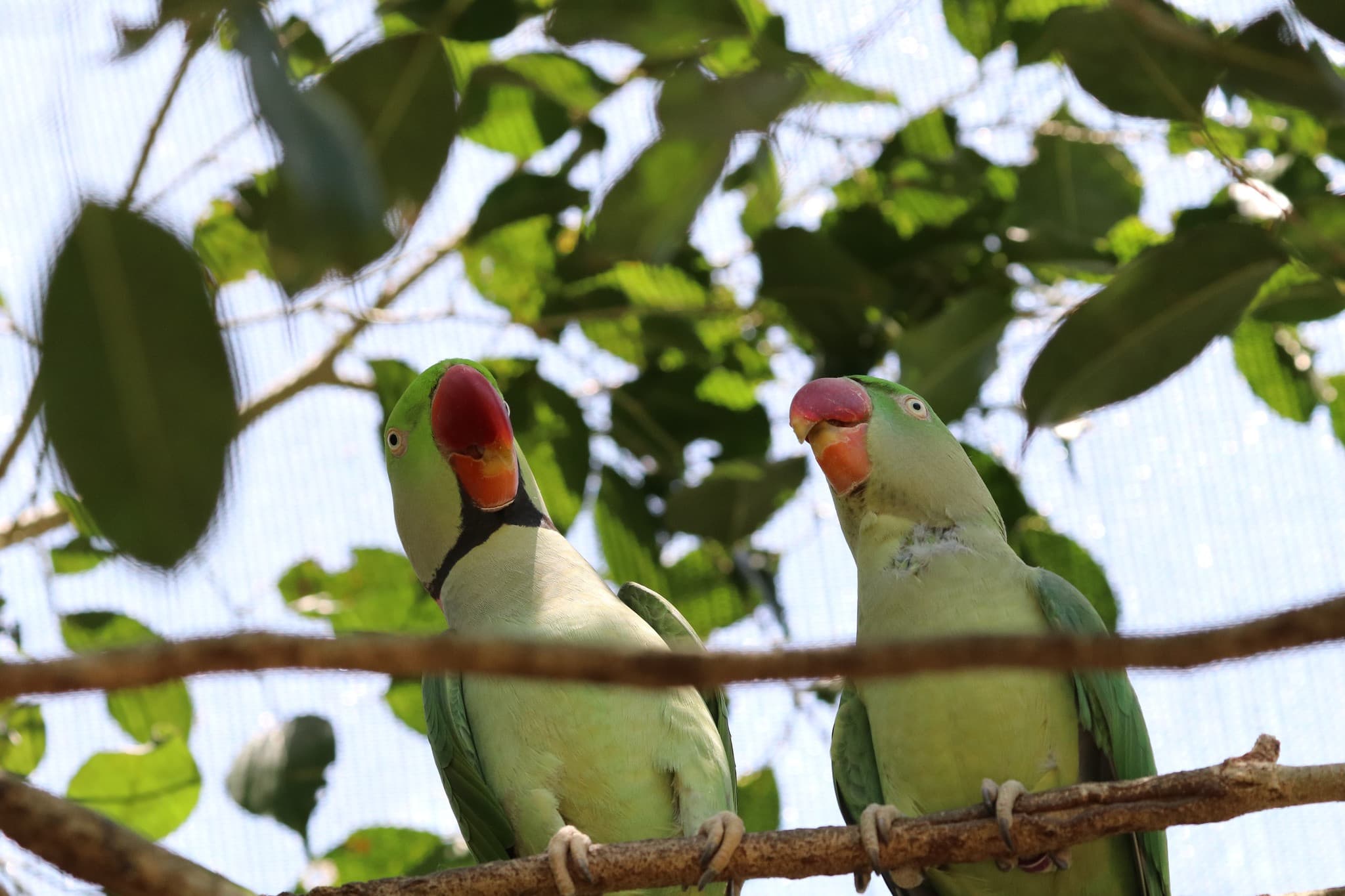 Birdworld Kuranda - image 2