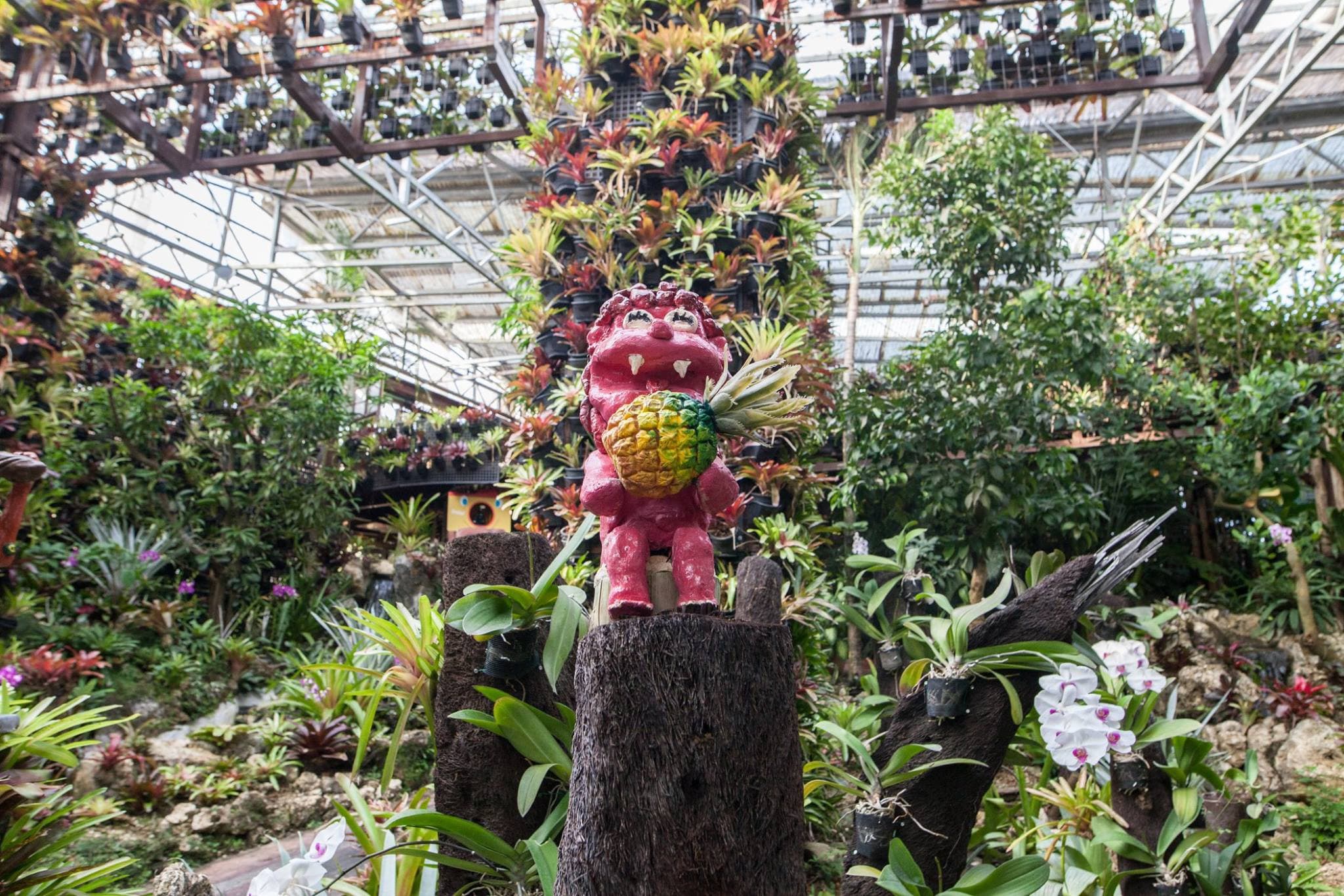 Okinawa Nago Pineapple Park - image 6