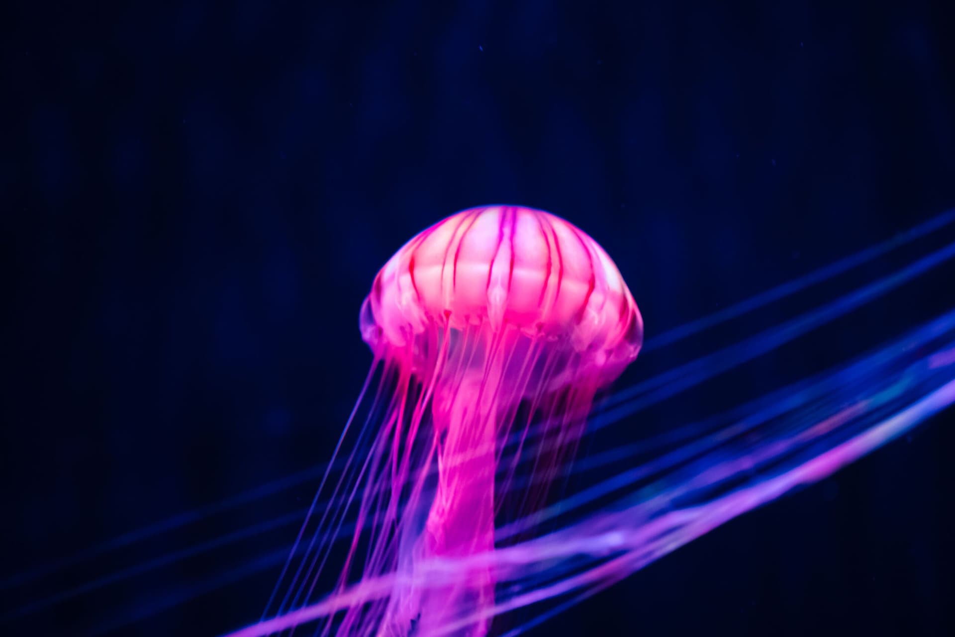 Sumida Aquarium Ticket - image 13