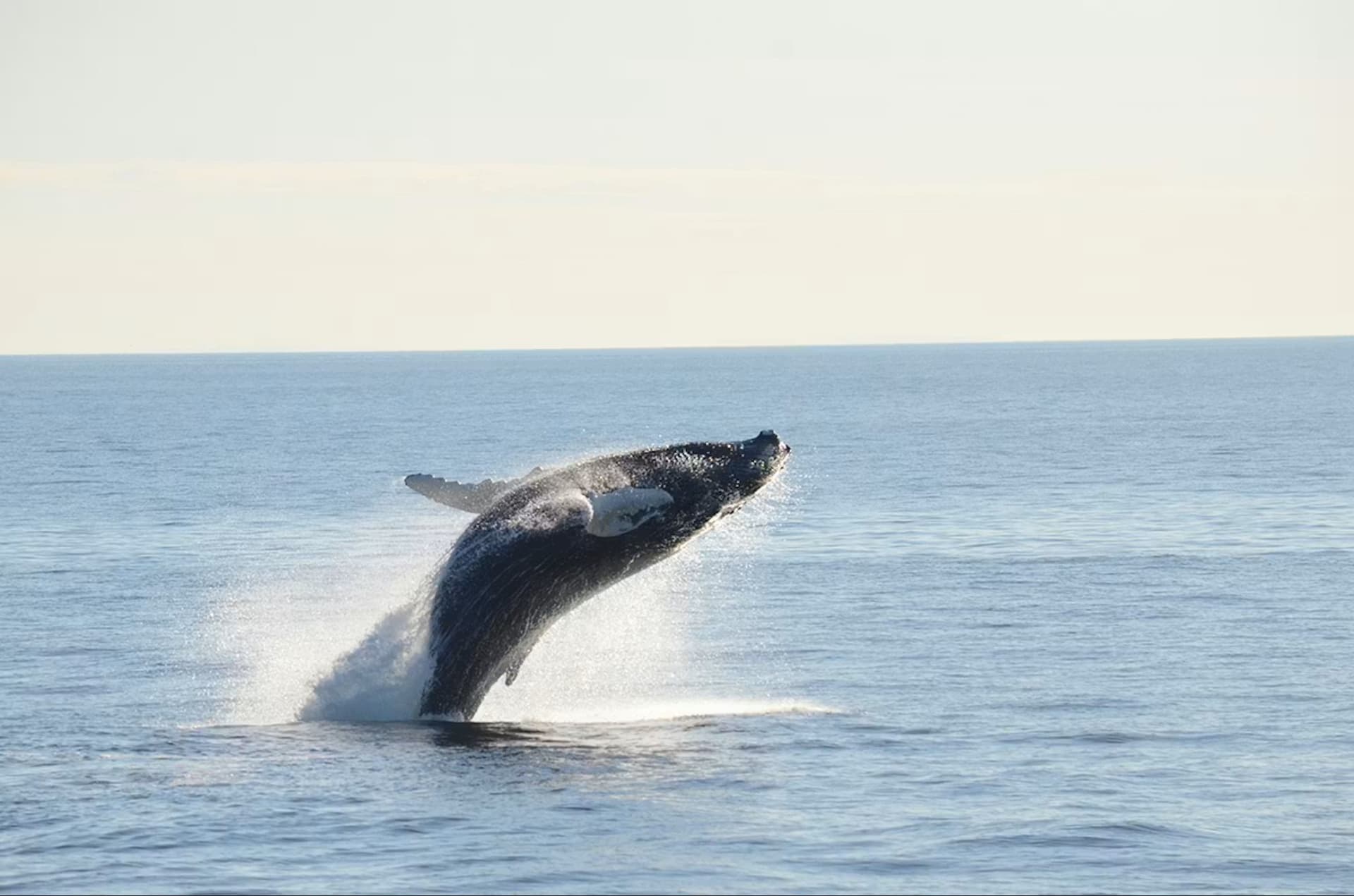 Boston Harbor Whale Watch Cruise - image 8