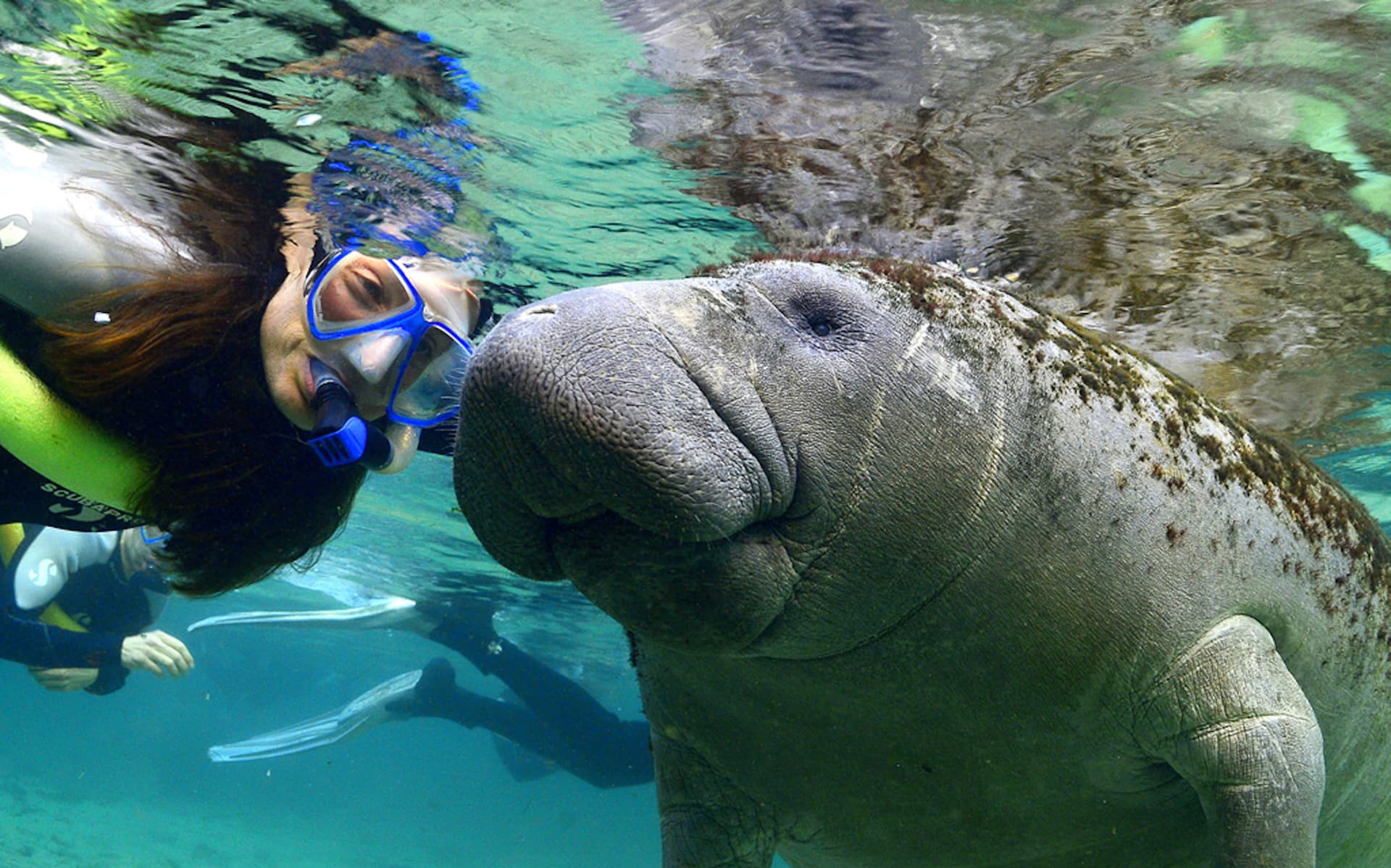 Florida Nature Coast Tour: Crystal River with Manatees Snorkelling, Homosassa State Park - imagen principal