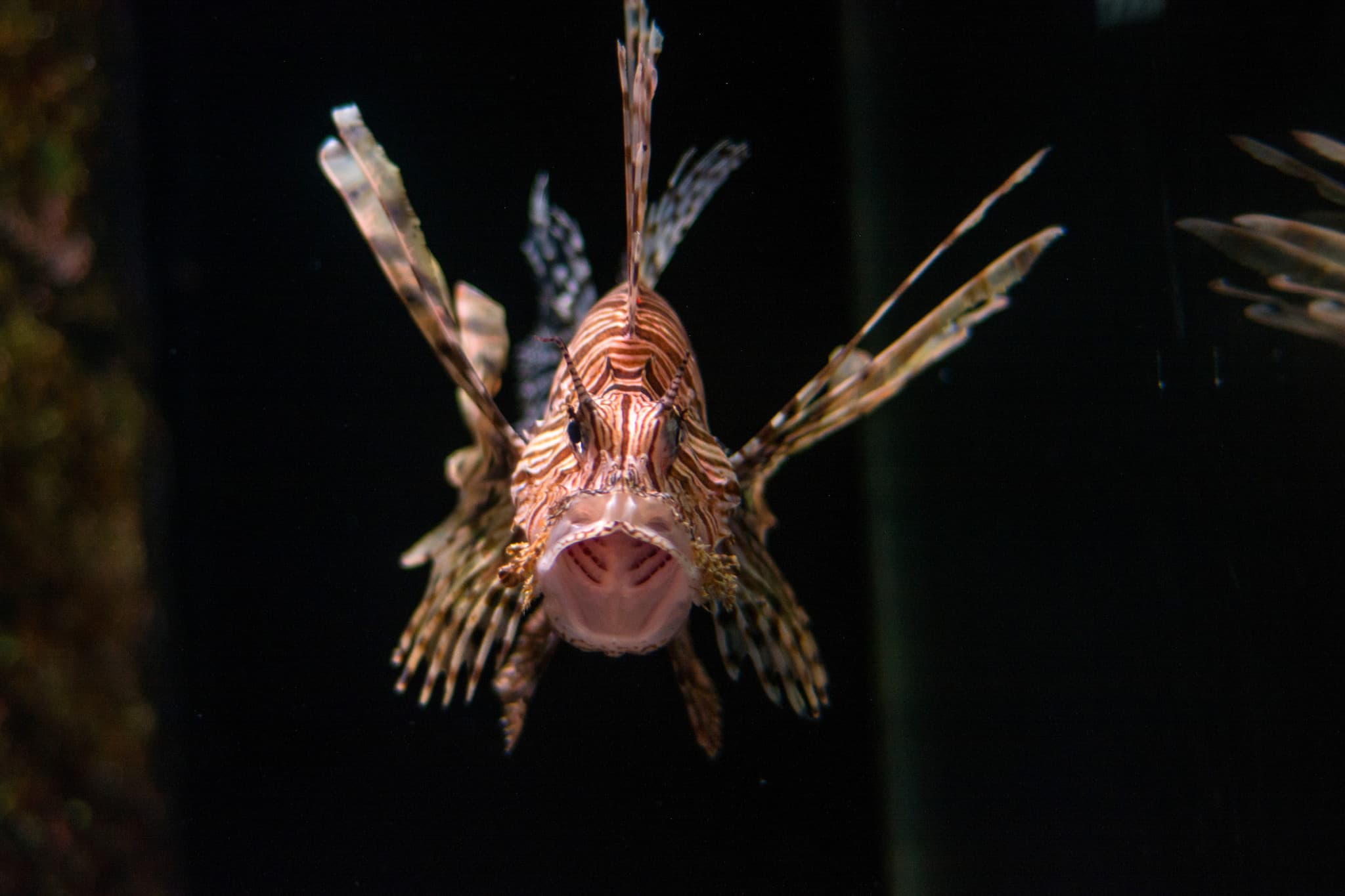 SEA LIFE Sunshine Coast Aquarium Direct Entry Ticket - image 5