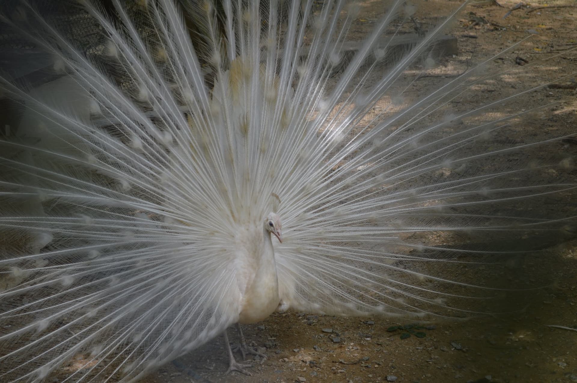 Okinawa Southeast Botanical Gardens - image 30