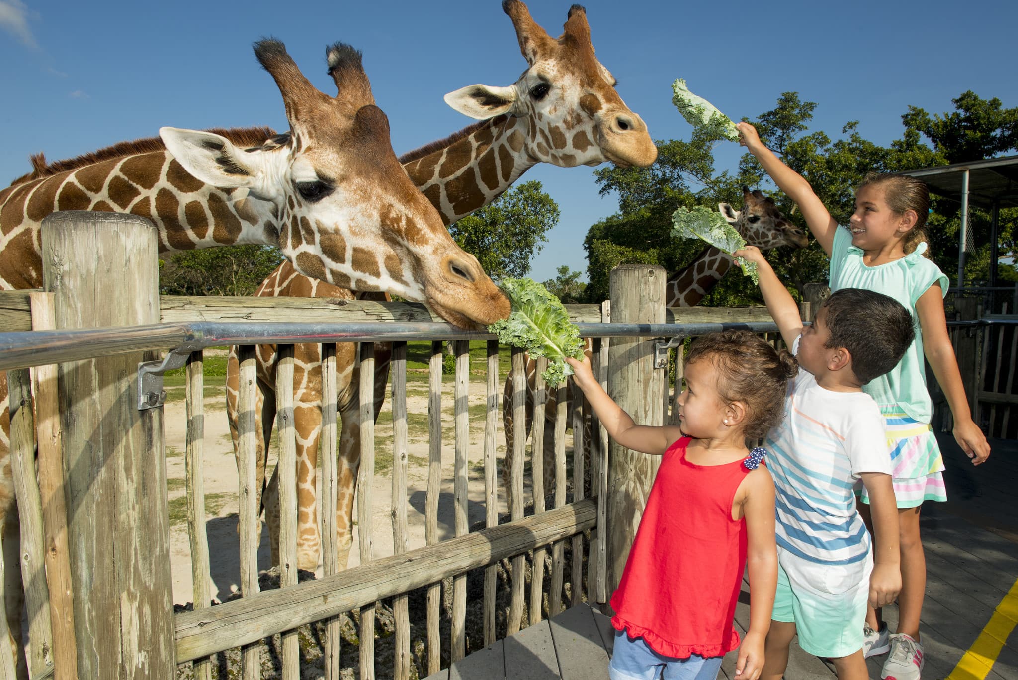 Go City Miami Explorer Pass: Save up to 50% on Attractions - image 27