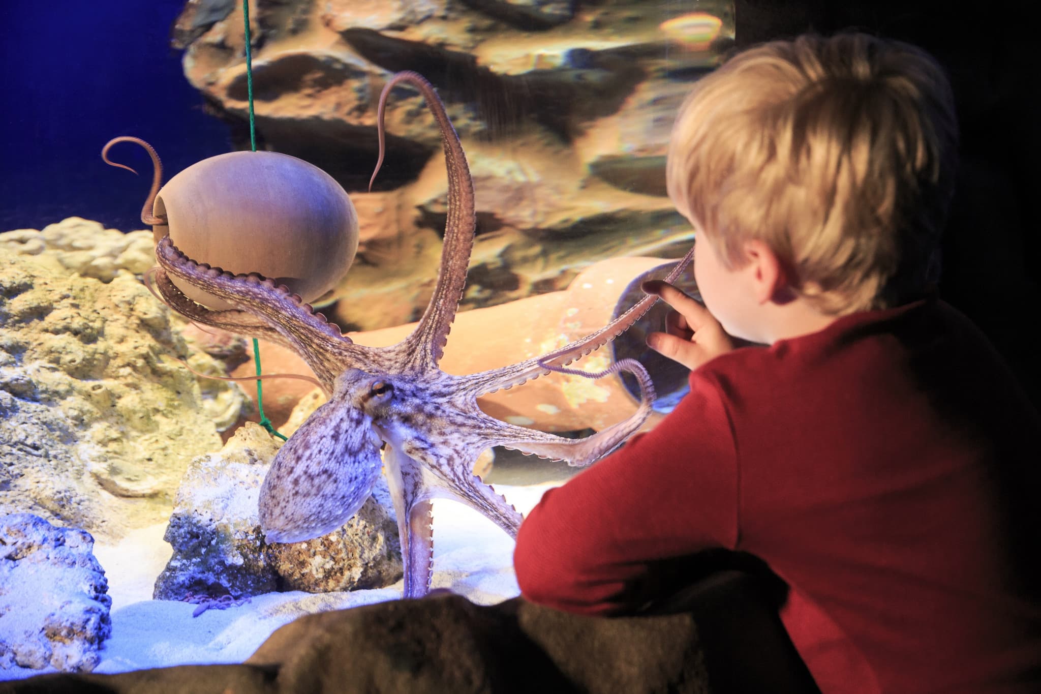 SEA LIFE Hannover Aquarium Ticket - image 9