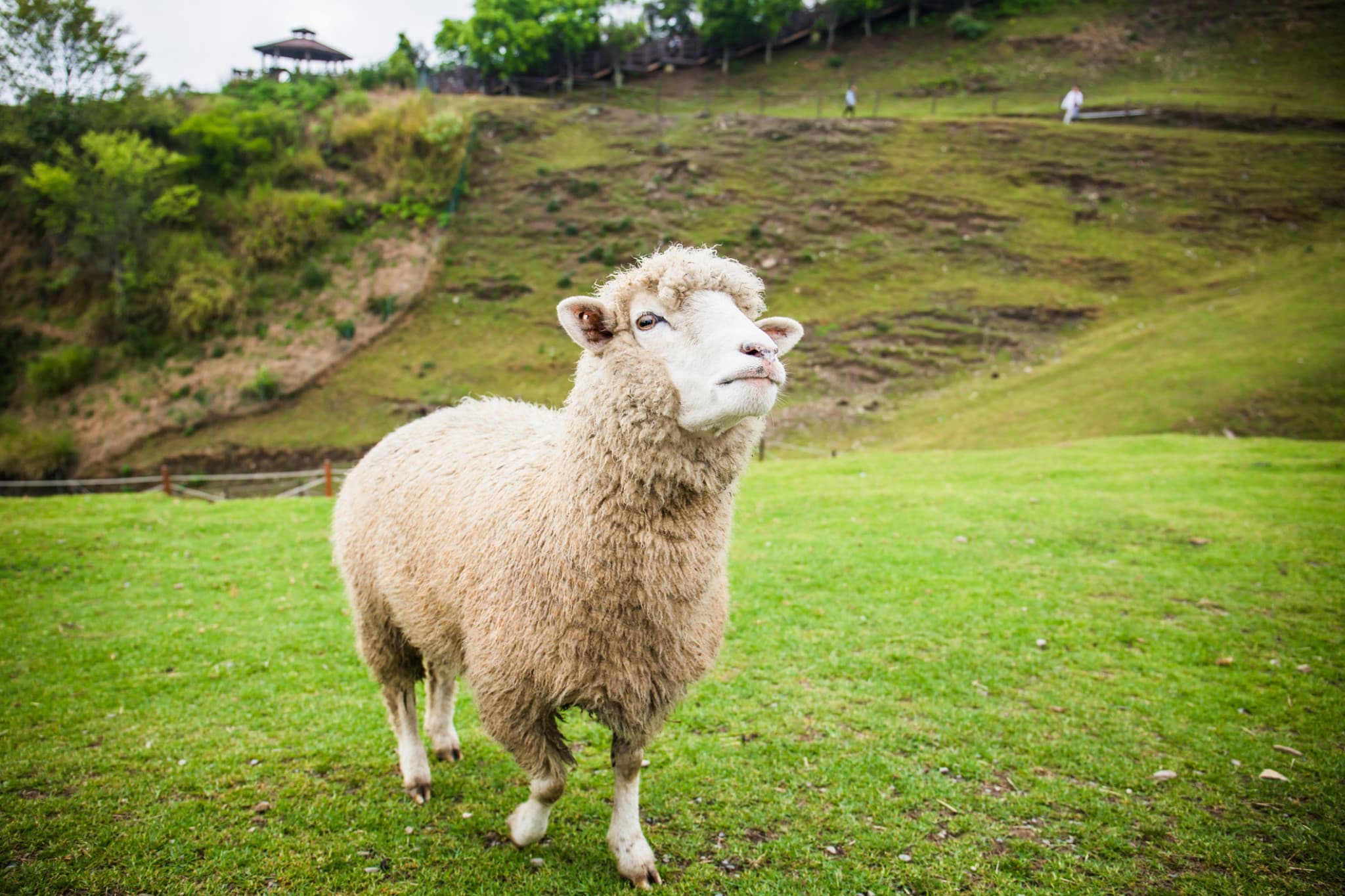 Qingjing Farm Green Green Grassland - main image