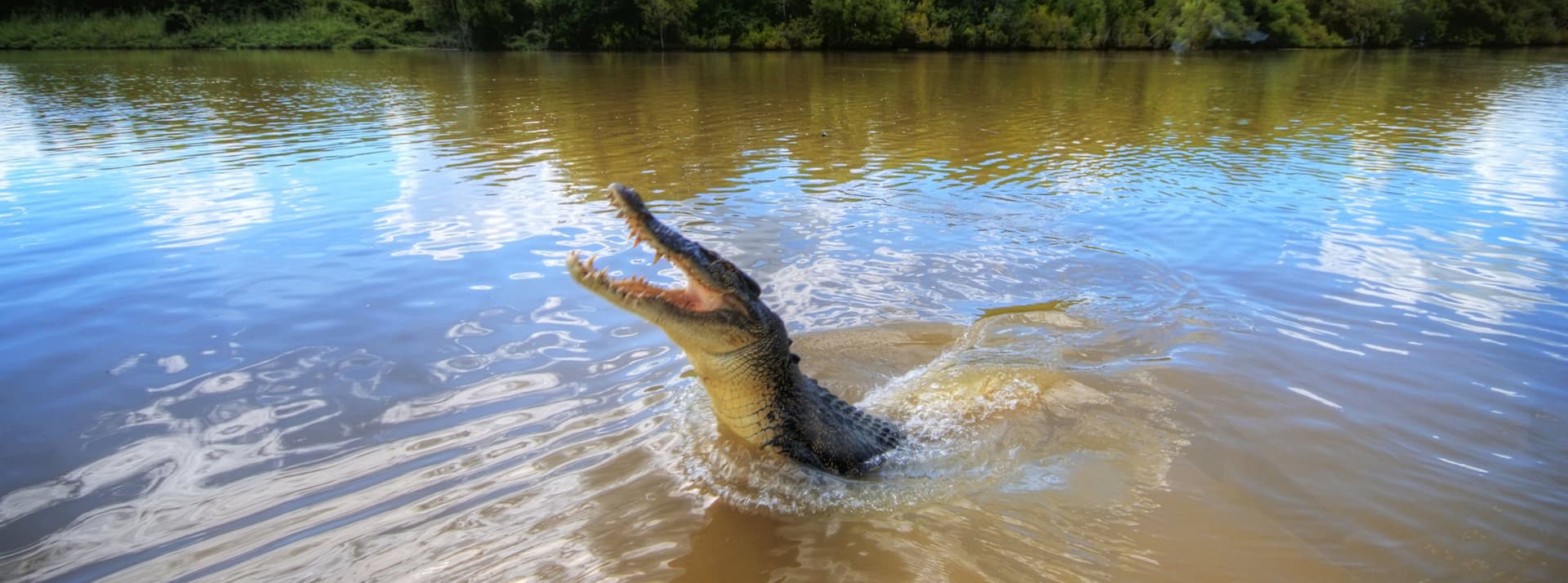 Adelaide River Jumping Crocs Cruise and Wetlands Tour from Darwin - 대표 이미지