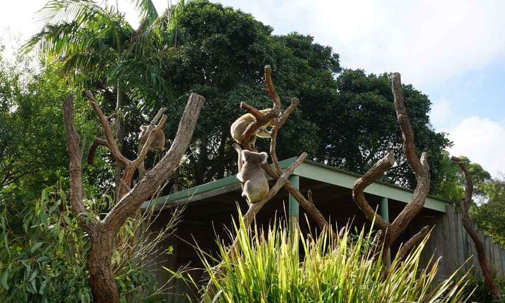 Symbio Wildlife Park Ticket - image 3