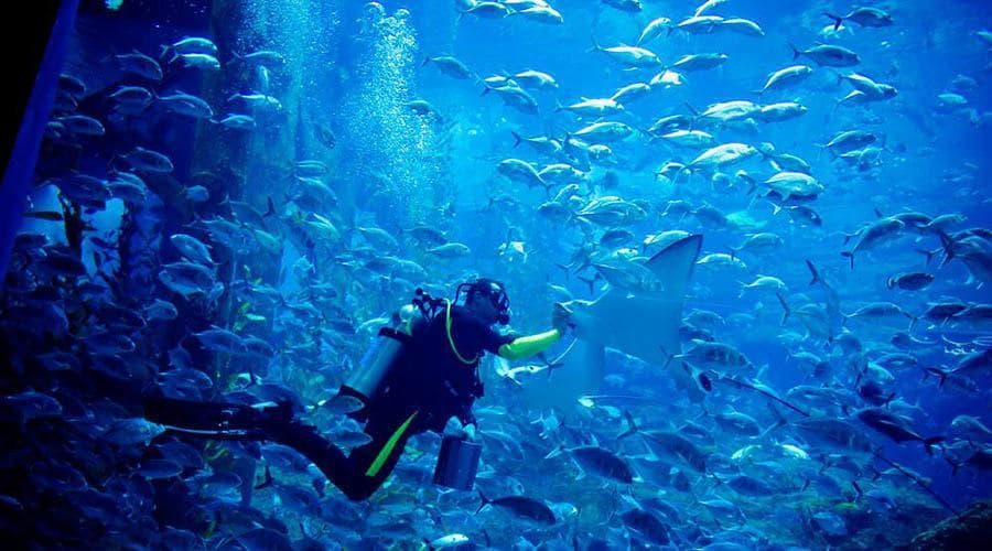 Entrada para Dubai Aquarium and Underwater Zoo - imagen 2