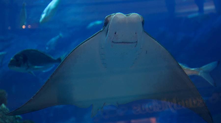 Entrada para Dubai Aquarium and Underwater Zoo - imagen 6