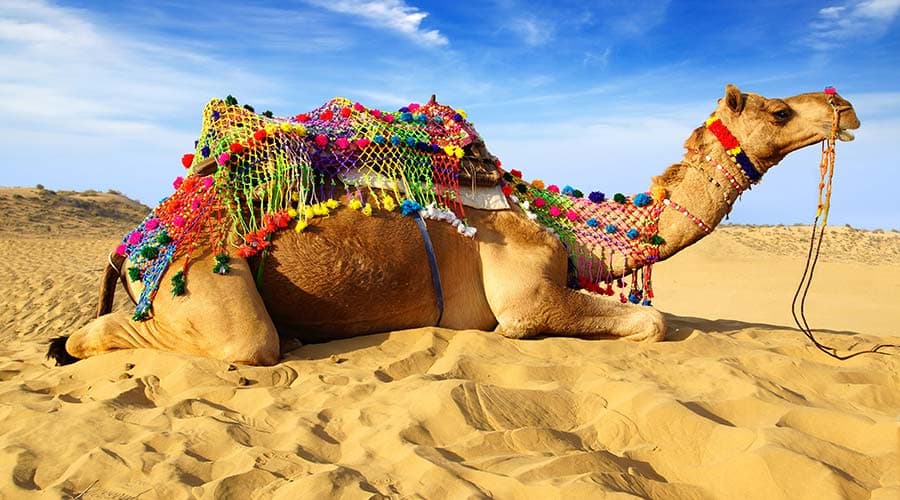 Morning Desert Safari Tour from Dubai - image 11