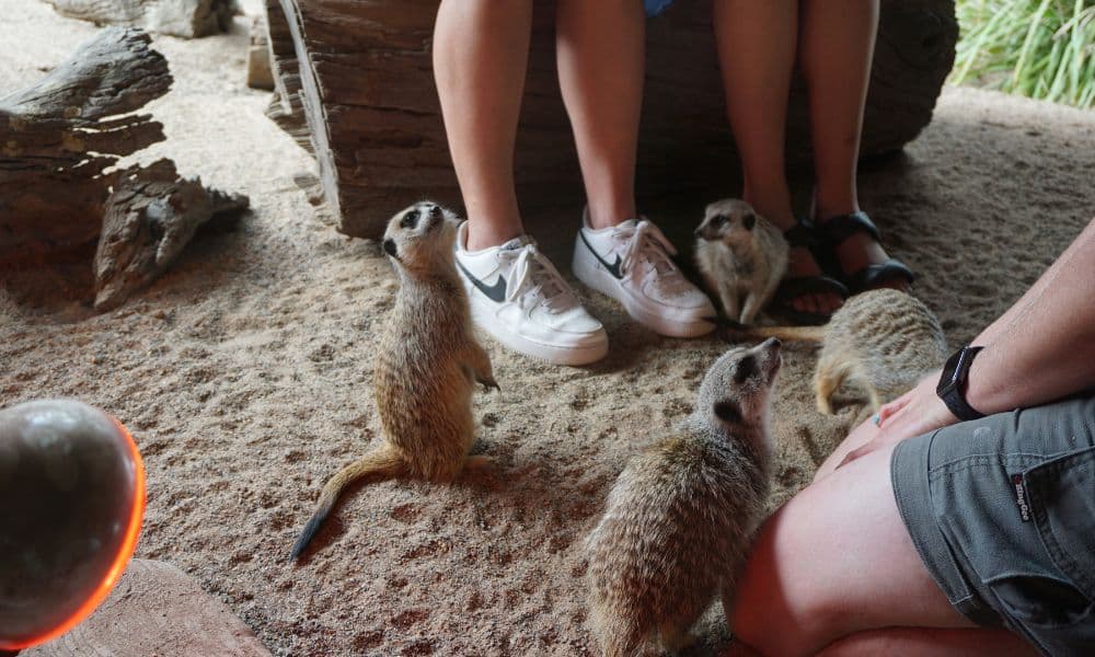 Entrada a Symbio Wildlife Park - imagen 2