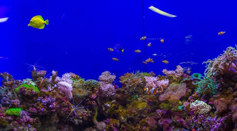 Dubai Aquarium and Underwater Zoo Ticket - image 4