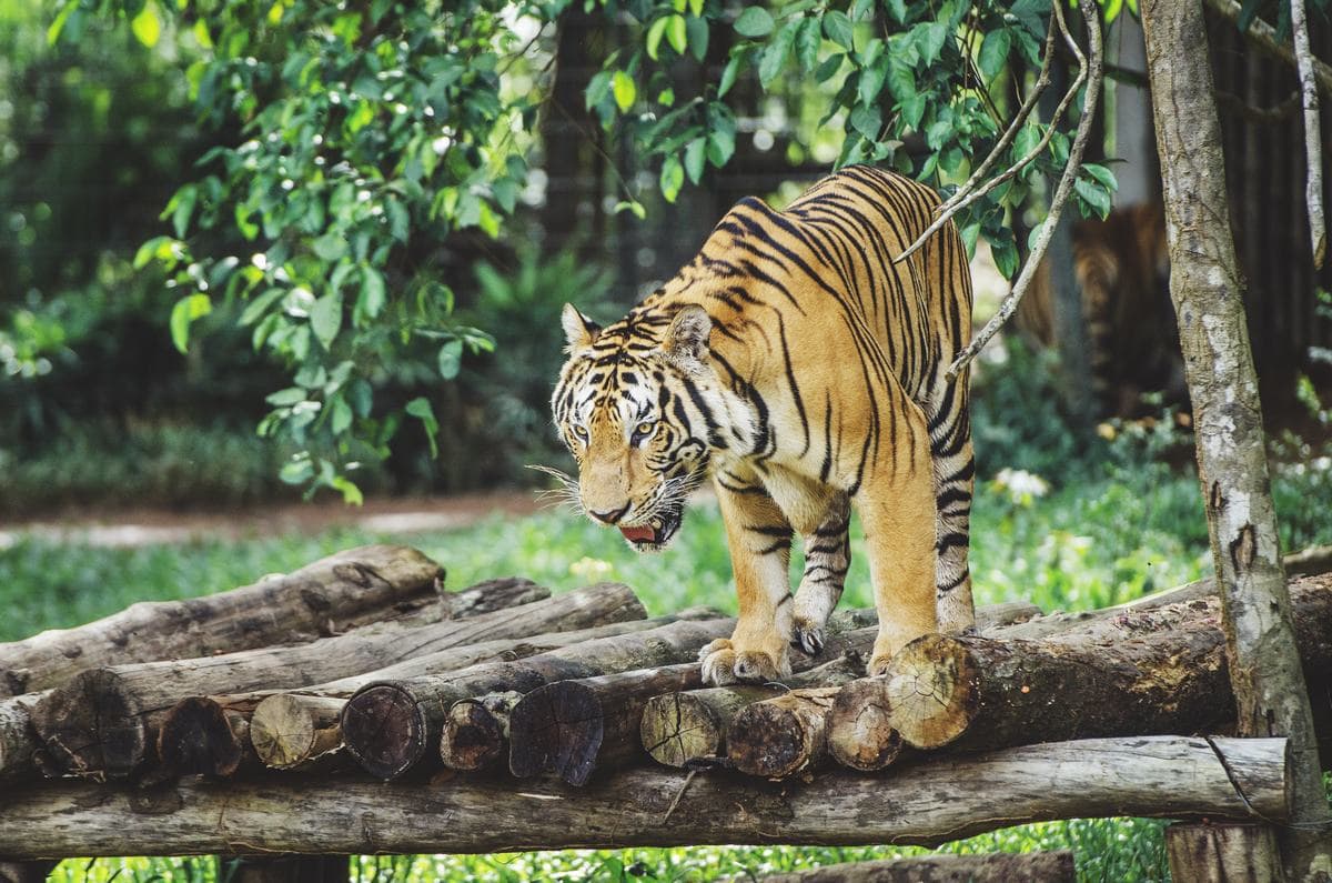 Entrada para Vinpearl Safari Phu Quoc - imagen 8